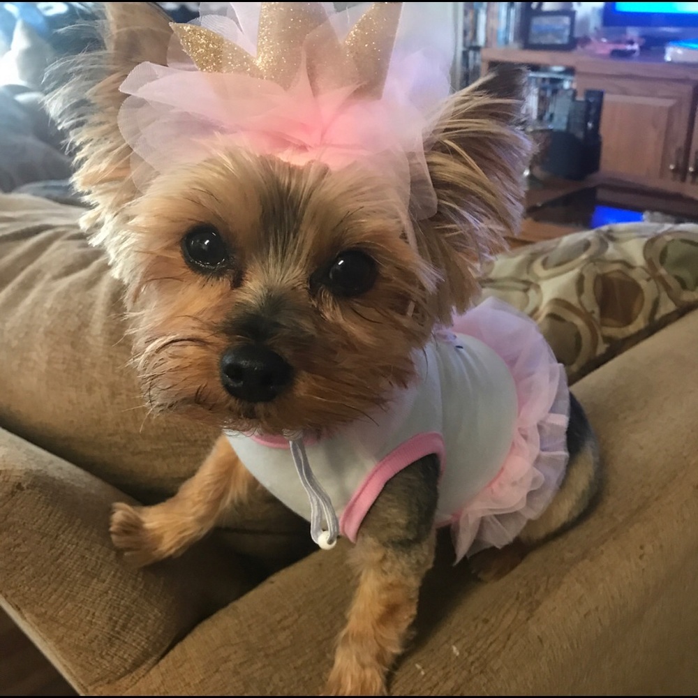 Birthday Dog Dress